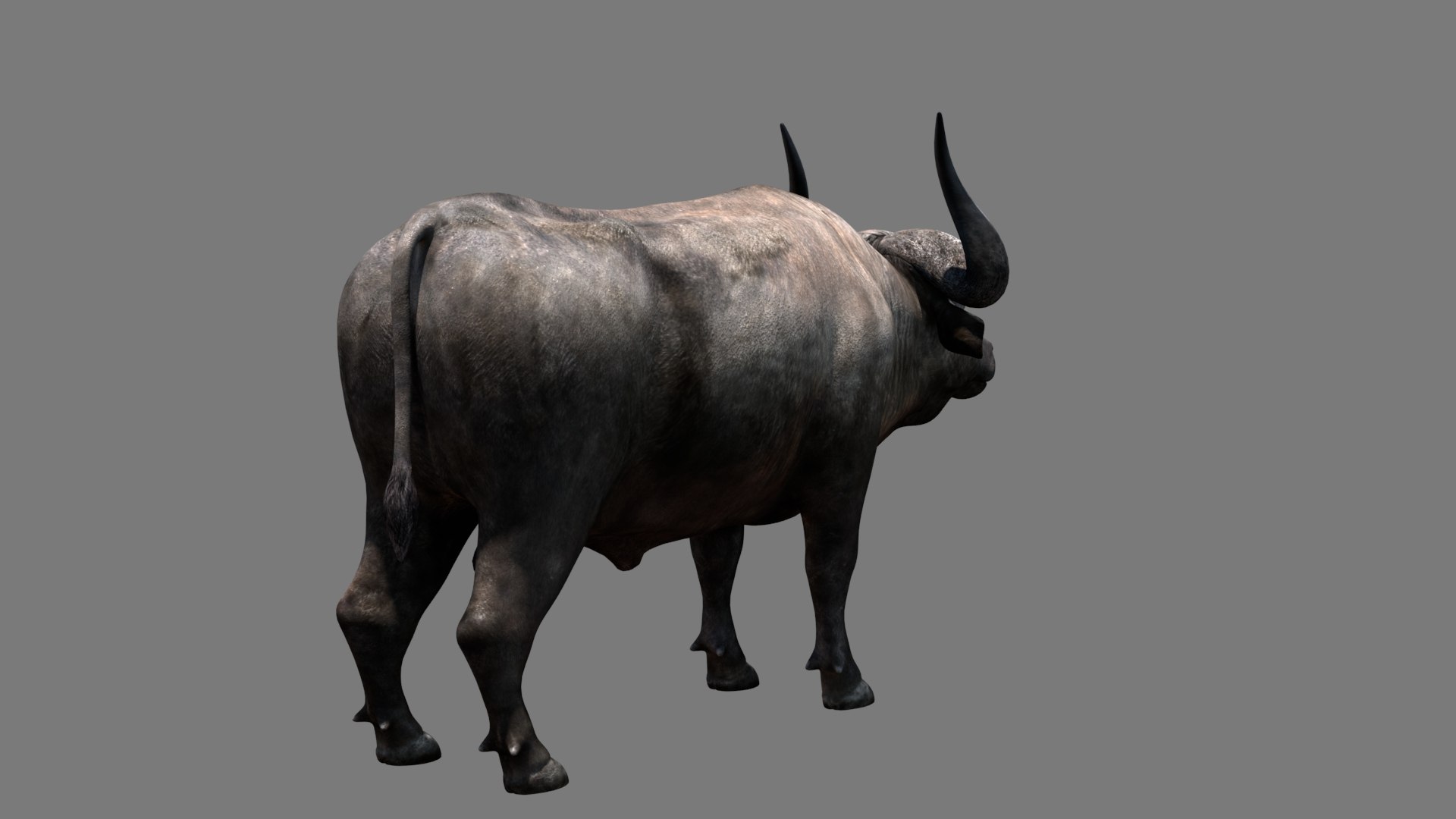 3D Buffalo Model - TurboSquid 1373752