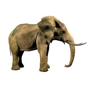 Elephant (african)