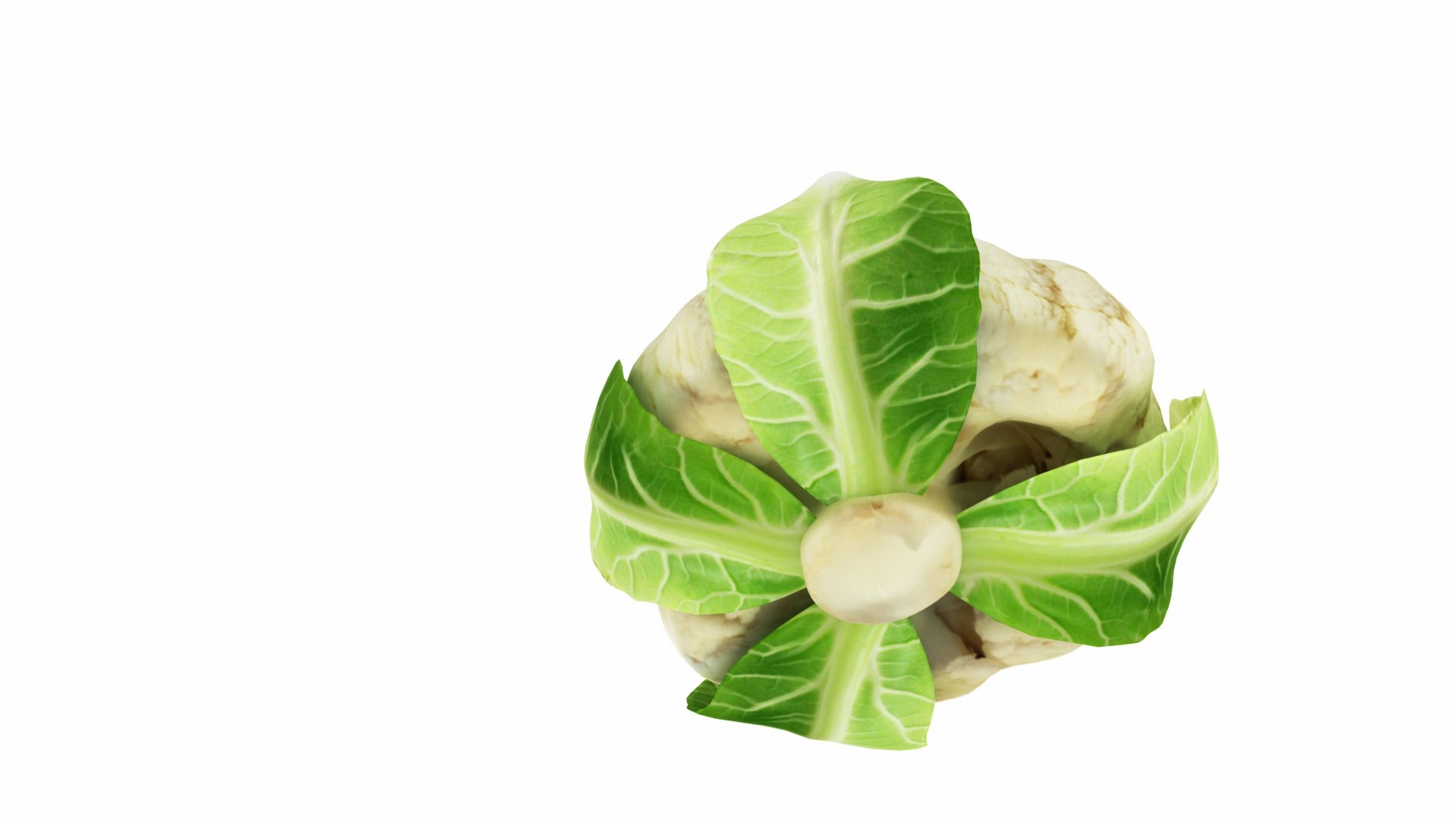 3D model cauliflower flower https://p.turbosquid.com/ts-thumb/tp/DYrVdw/56q5085F/0cauliflower3/jpg/1588515626/1920x1080/fit_q87/5c6c905a8e259710a44a8c4b6231a3aa0bbf8c94/0cauliflower3.jpg