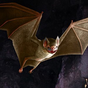 Vampire Bat 01