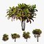 3D croton plant set 05