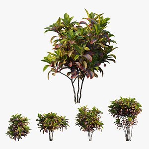 Croton plant set 05