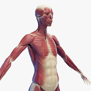 3D Human Female Muscles Static
