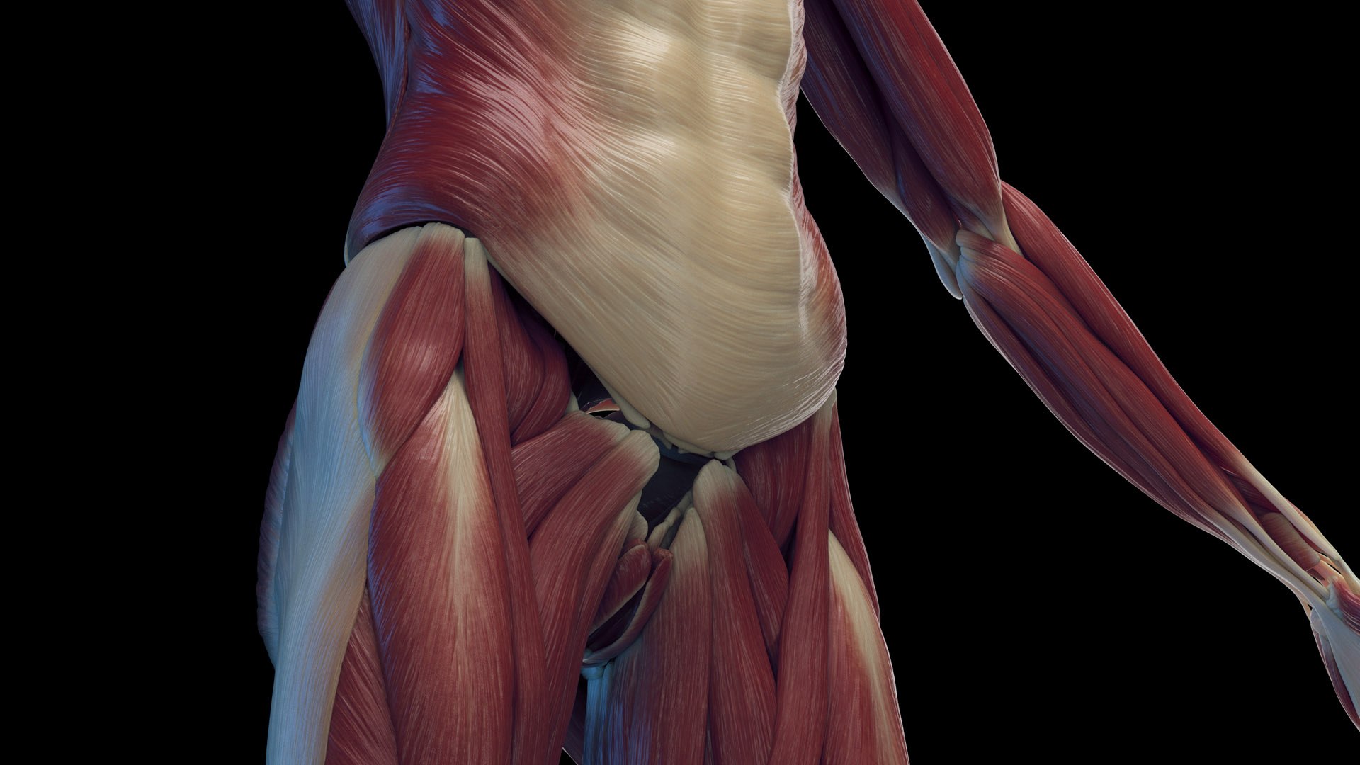 3D Human Female Muscles Static - TurboSquid 2059351