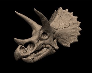 3D Triceratops Skull model