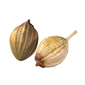 3D Coriander seeds