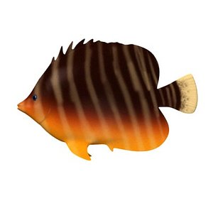 tropical fish 3d model