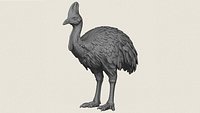 Cassowary Bird Print Ready 3D Model
