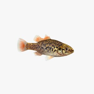 Perch Fish(Animated)