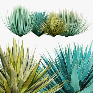 Desert Yucca 3D Asset