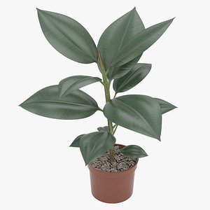 3d model rubber plant