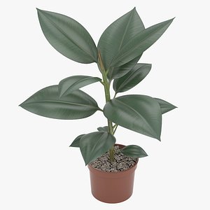 Rubber Plant