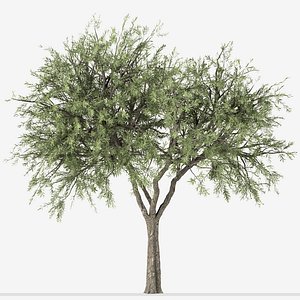 Set of Olive or Olea Europaea Trees - 3 Treess