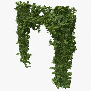 ivy plant nature 3D