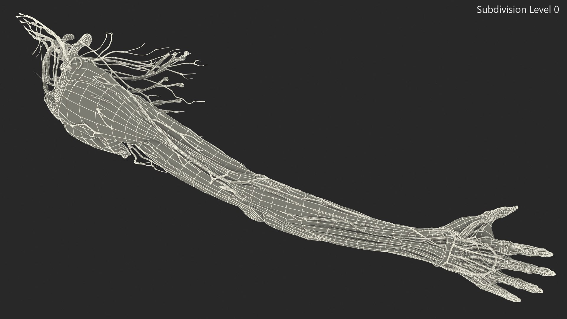3D Girl Arm Anatomy https://p.turbosquid.com/ts-thumb/tq/FyLCVa/92/girlarmanatomy3dmodel023/jpg/1661176162/1920x1080/fit_q87/5436ed43ab045aeda8b94d8e83118a215c0ad2e8/girlarmanatomy3dmodel023.jpg