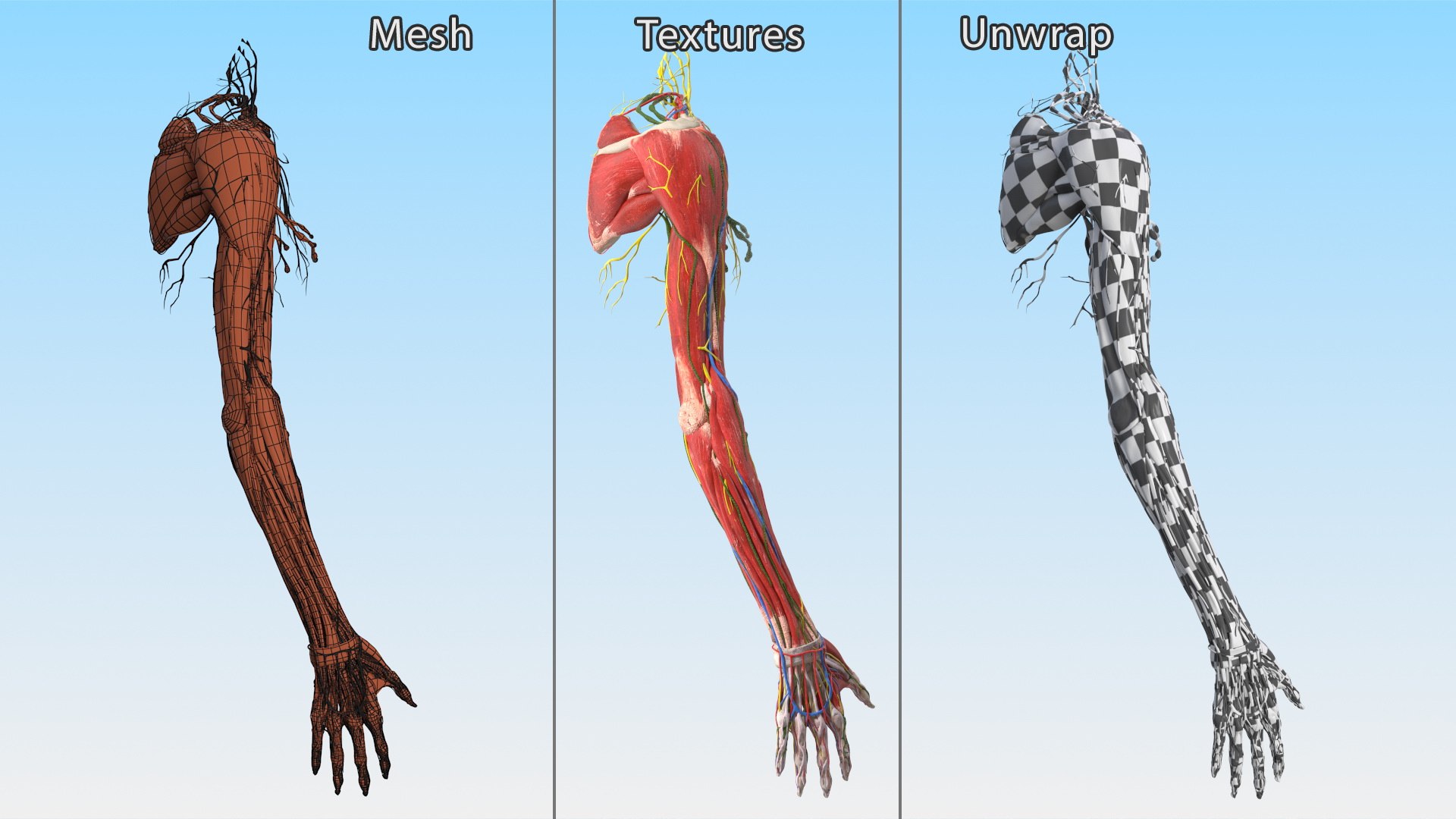 3D Girl Arm Anatomy https://p.turbosquid.com/ts-thumb/tq/FyLCVa/Gl/girlarmanatomy3dmodel022/jpg/1661176159/1920x1080/fit_q87/7a9ea956c03c354834ad7970f2908880f74ef47f/girlarmanatomy3dmodel022.jpg