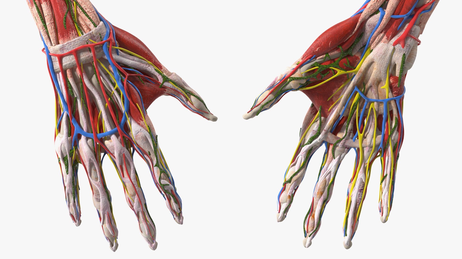 3D Girl Arm Anatomy https://p.turbosquid.com/ts-thumb/tq/FyLCVa/NS/girlarmanatomy3dmodel018/jpg/1661176145/1920x1080/fit_q87/e5a8a8a86ab88710b30821f82bb3f846bd5a7cb5/girlarmanatomy3dmodel018.jpg