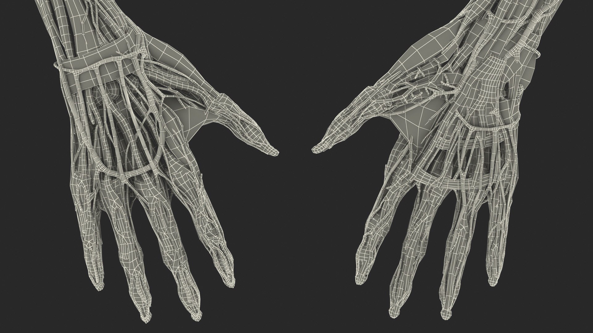 3D Girl Arm Anatomy https://p.turbosquid.com/ts-thumb/tq/FyLCVa/Oe/girlarmanatomy3dmodel033/jpg/1661176195/1920x1080/fit_q87/223cda61552bafd1a63d84a38ea33240dc9c14ef/girlarmanatomy3dmodel033.jpg