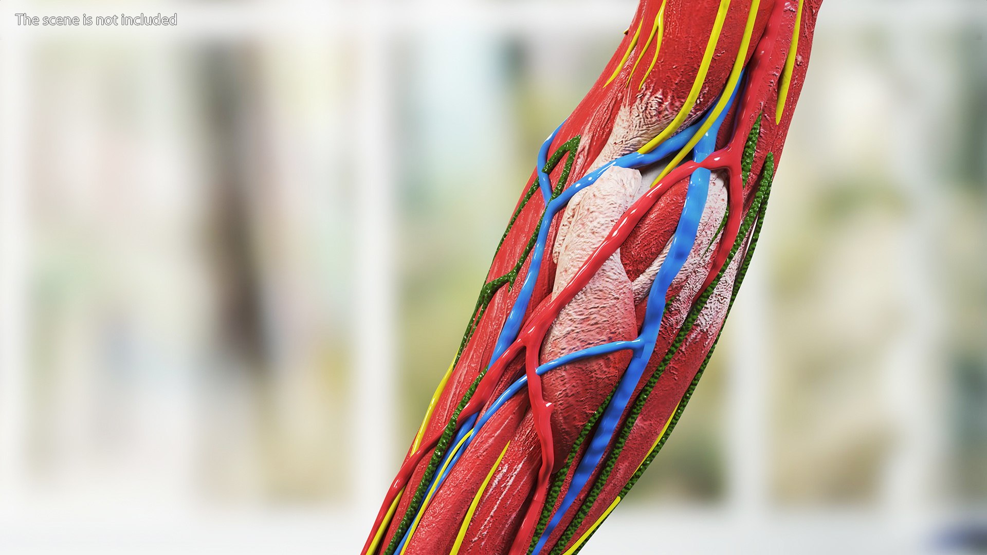 3D Girl Arm Anatomy https://p.turbosquid.com/ts-thumb/tq/FyLCVa/QI/girlarmanatomy3dmodel009/jpg/1661176115/1920x1080/fit_q87/b51dfff794b690d578f4bac5880ab3b1113a3339/girlarmanatomy3dmodel009.jpg