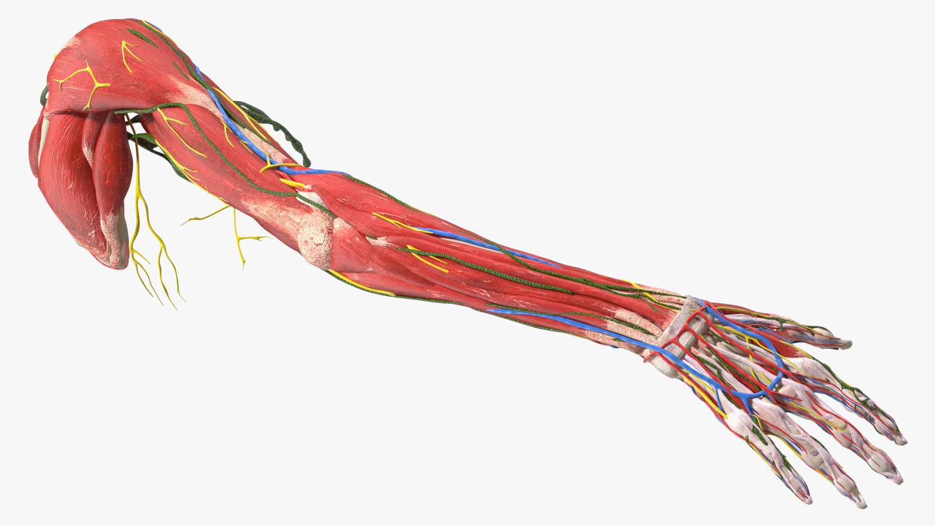 3D Girl Arm Anatomy https://p.turbosquid.com/ts-thumb/tq/FyLCVa/S5/girlarmanatomy3dmodel017/jpg/1661176141/1920x1080/fit_q87/30d62ad069c7e8043e8e6f375ac5a096bc17f837/girlarmanatomy3dmodel017.jpg