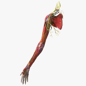 Girl Arm Anatomy