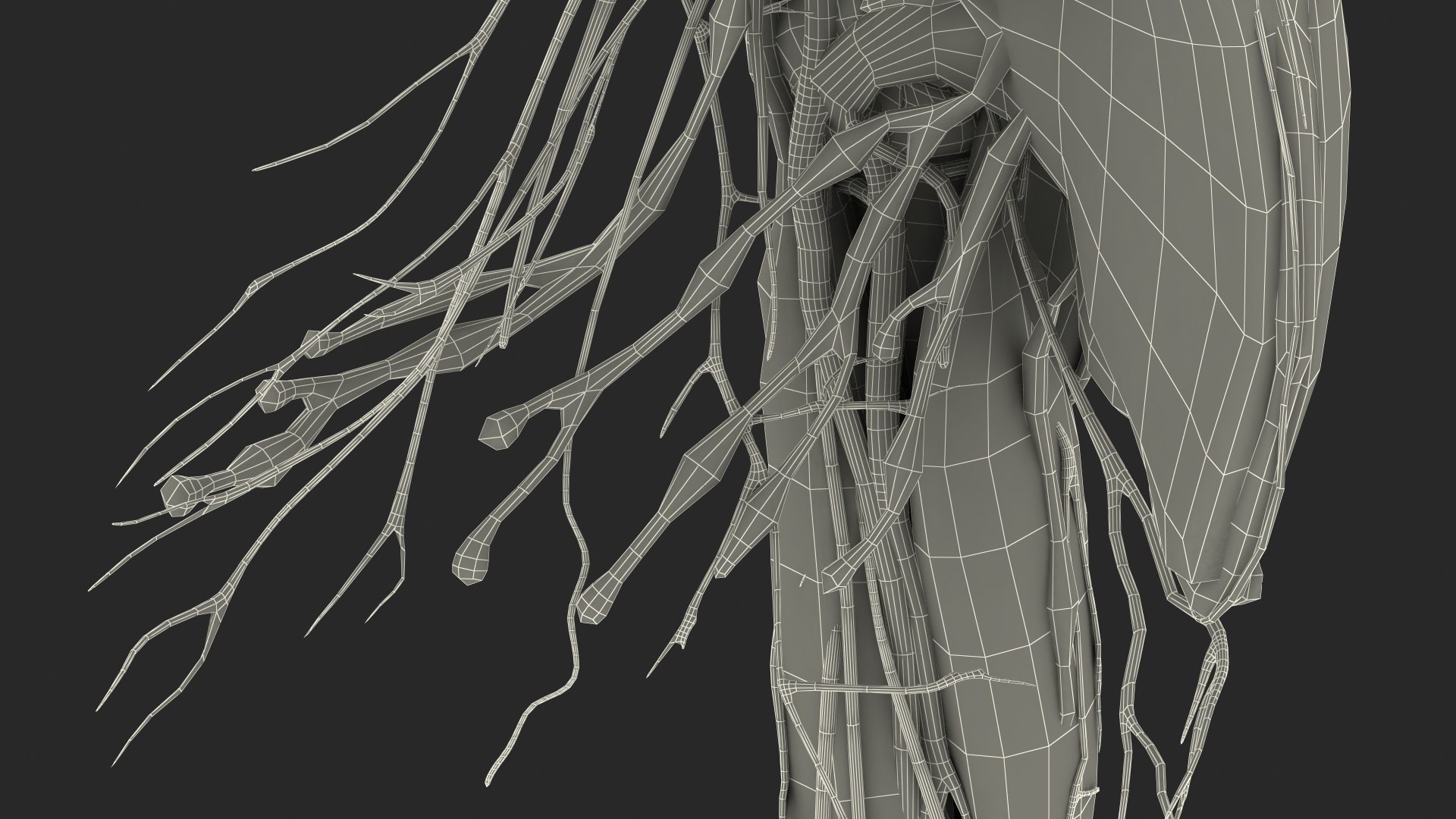 3D Girl Arm Anatomy https://p.turbosquid.com/ts-thumb/tq/FyLCVa/Ue/girlarmanatomy3dmodel035/jpg/1661176203/1920x1080/fit_q87/adb8e985bd81249cef92ffdf2fd323ab281afd84/girlarmanatomy3dmodel035.jpg