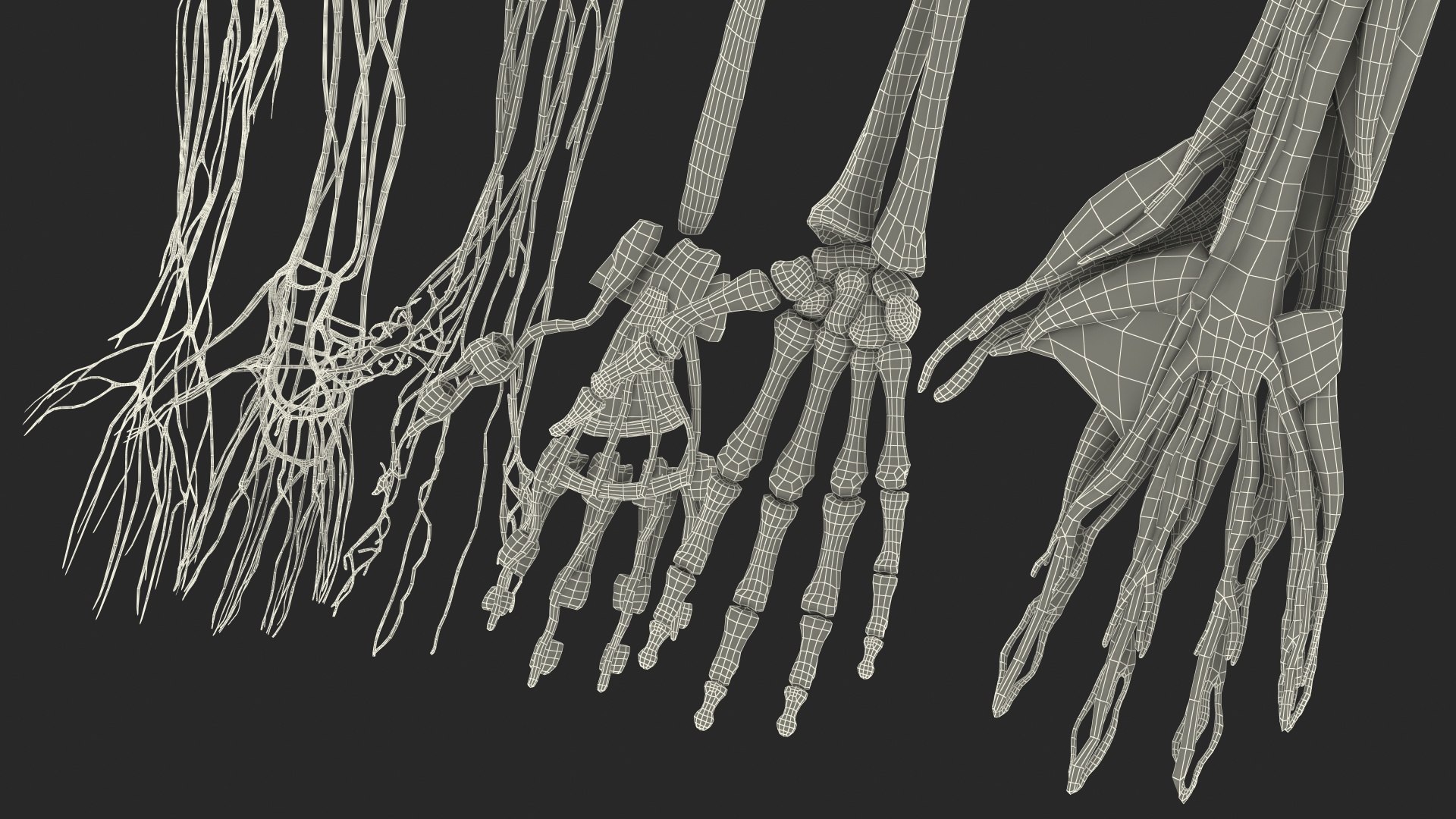 3D Girl Arm Anatomy https://p.turbosquid.com/ts-thumb/tq/FyLCVa/WK/girlarmanatomy3dmodel037/jpg/1661176209/1920x1080/fit_q87/c903d9cf6071afb1292dc11ecd71919af9f632a1/girlarmanatomy3dmodel037.jpg