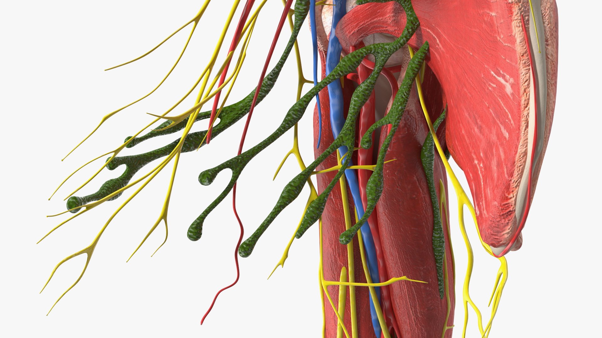 3D Girl Arm Anatomy https://p.turbosquid.com/ts-thumb/tq/FyLCVa/bP/girlarmanatomy3dmodel020/jpg/1661176152/1920x1080/fit_q87/1583fa456f99ba4e17b39495201ded7796f12a16/girlarmanatomy3dmodel020.jpg
