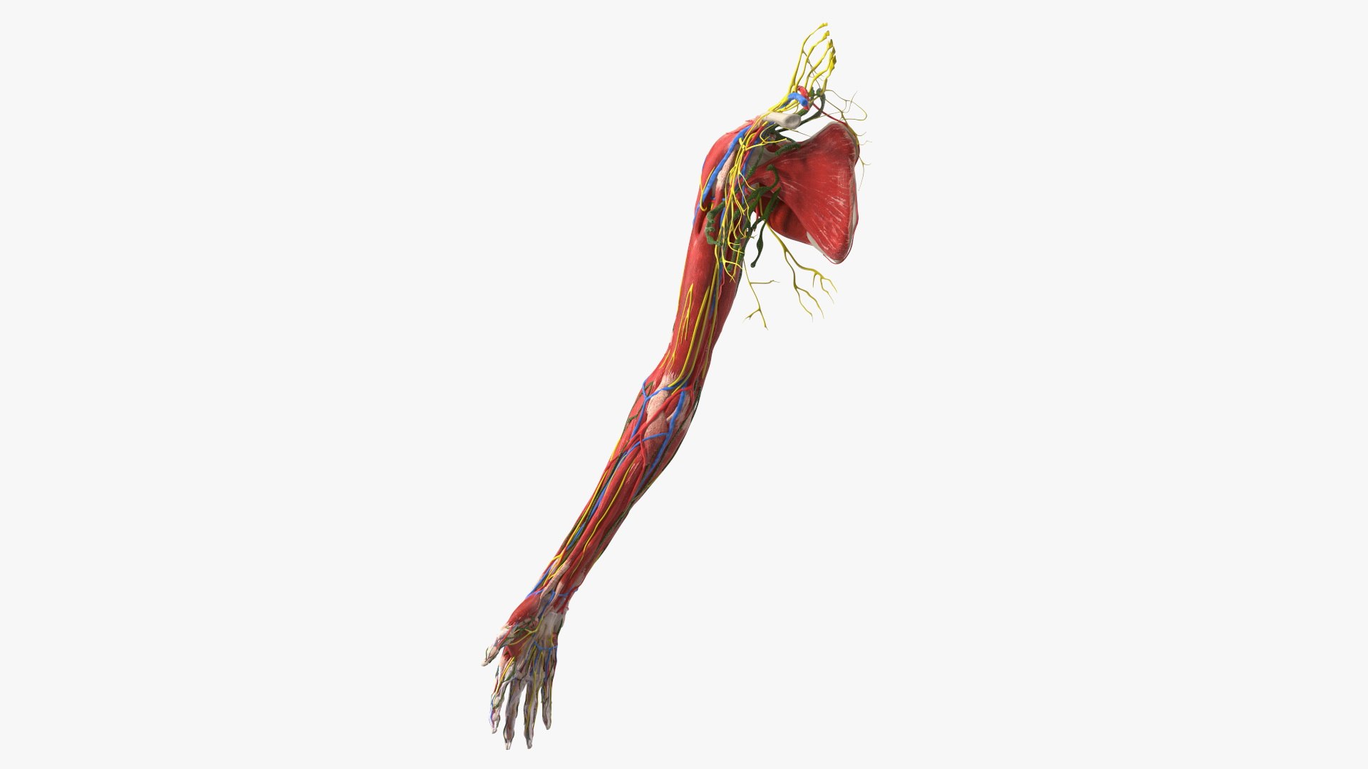 Girl Arm Anatomy 3D model preview