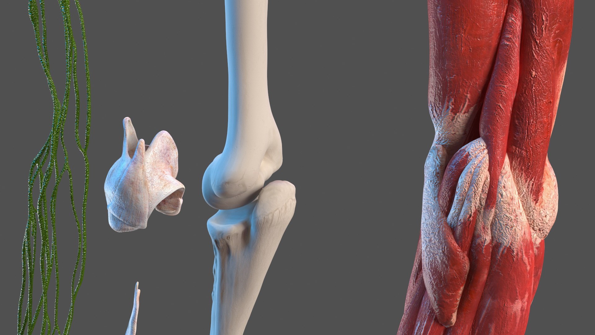3D Girl Arm Anatomy https://p.turbosquid.com/ts-thumb/tq/FyLCVa/i2/girlarmanatomy3dmodel007/jpg/1661176108/1920x1080/fit_q87/8030cbf625b6b265408f6cd6838d7e42e1e979fc/girlarmanatomy3dmodel007.jpg