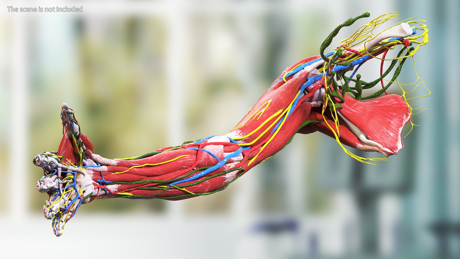 3D Girl Arm Anatomy https://p.turbosquid.com/ts-thumb/tq/FyLCVa/iA/girlarmanatomy3dmodel013/jpg/1661176127/1920x1080/fit_q87/7a7da0e3632a3f46b106d176be9000d39f82c9eb/girlarmanatomy3dmodel013.jpg