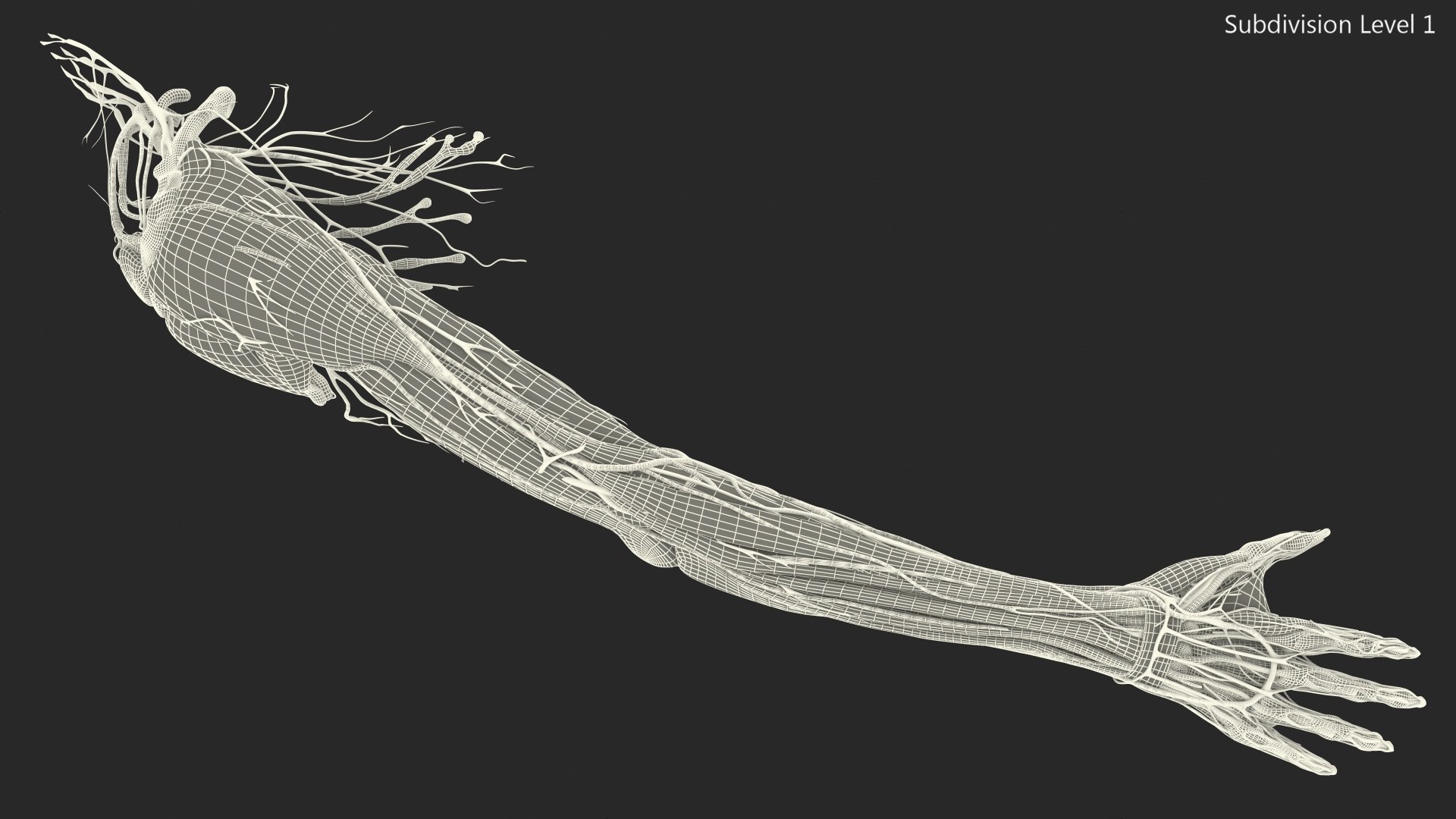 3D Girl Arm Anatomy https://p.turbosquid.com/ts-thumb/tq/FyLCVa/l4/girlarmanatomy3dmodel024/jpg/1661176165/1920x1080/fit_q87/6c8b8ca5d1c15d1a198b9ce9a33247e9d2090abc/girlarmanatomy3dmodel024.jpg