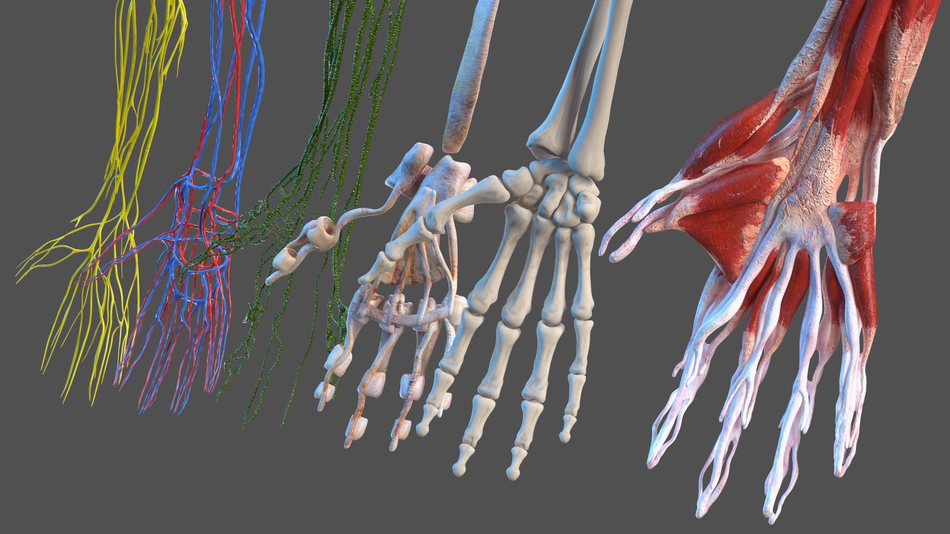 3D Girl Arm Anatomy https://p.turbosquid.com/ts-thumb/tq/FyLCVa/m7/girlarmanatomy3dmodel004/jpg/1661176099/1920x1080/fit_q87/26f0ce772731d5ec4974bc29e718a30501990a3b/girlarmanatomy3dmodel004.jpg