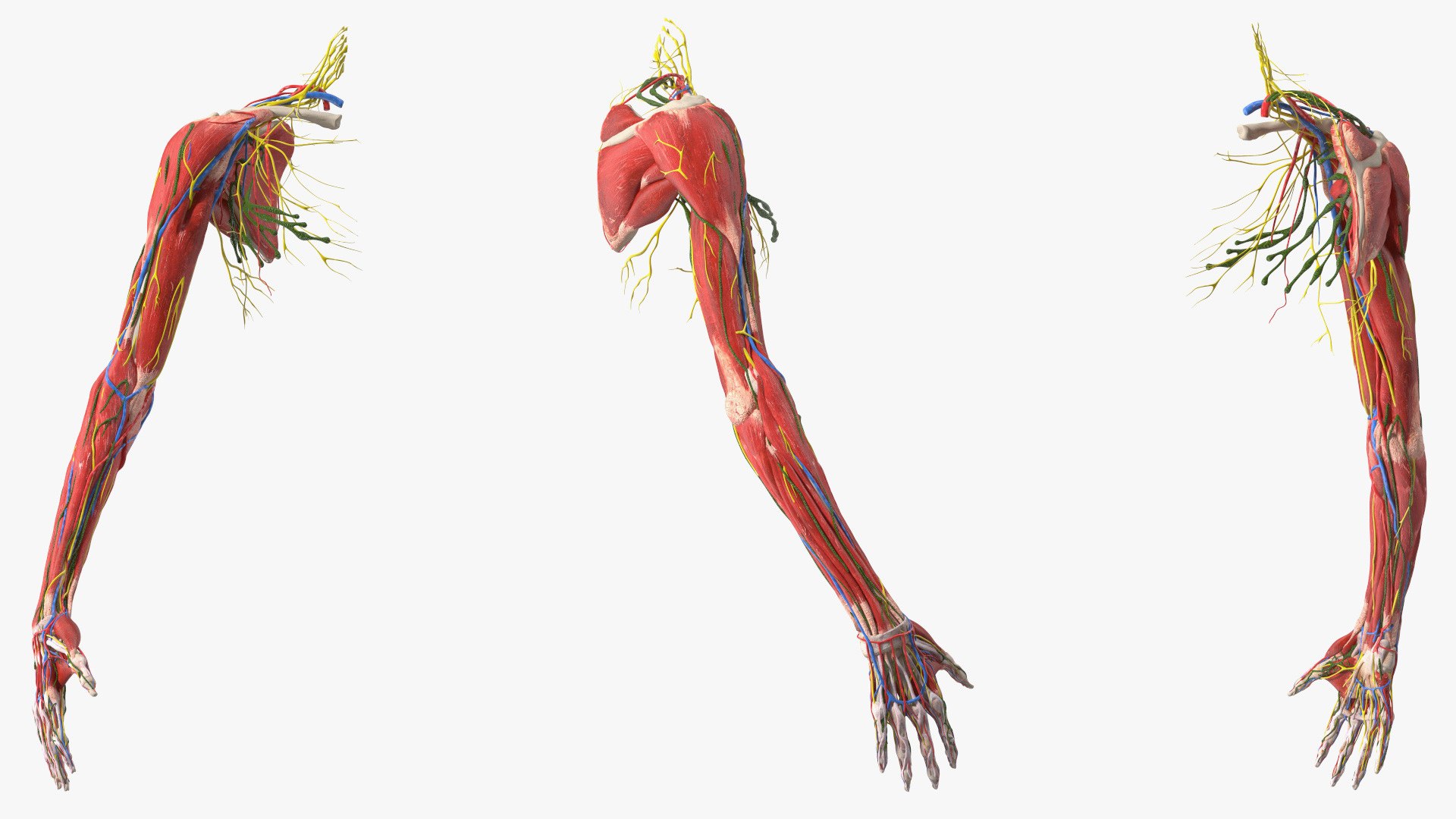 3D Girl Arm Anatomy https://p.turbosquid.com/ts-thumb/tq/FyLCVa/pl/girlarmanatomy3dmodel015/jpg/1661176134/1920x1080/fit_q87/d6f03a74249ef3084dedfa07e5db27078e18dda1/girlarmanatomy3dmodel015.jpg