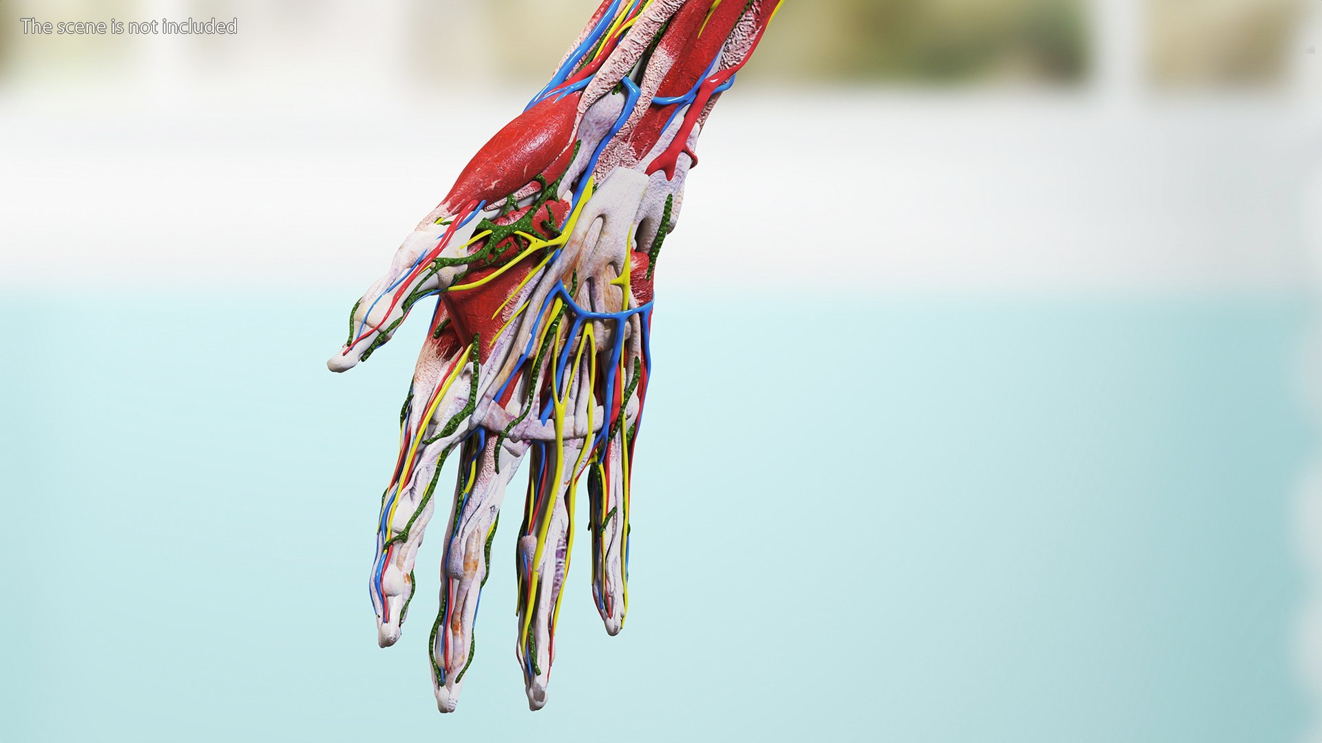 3D Girl Arm Anatomy https://p.turbosquid.com/ts-thumb/tq/FyLCVa/rn/girlarmanatomy3dmodel010/jpg/1661176117/1920x1080/fit_q87/720f1cd22171b5d86ba6ece115bbbe96d00c8cdd/girlarmanatomy3dmodel010.jpg