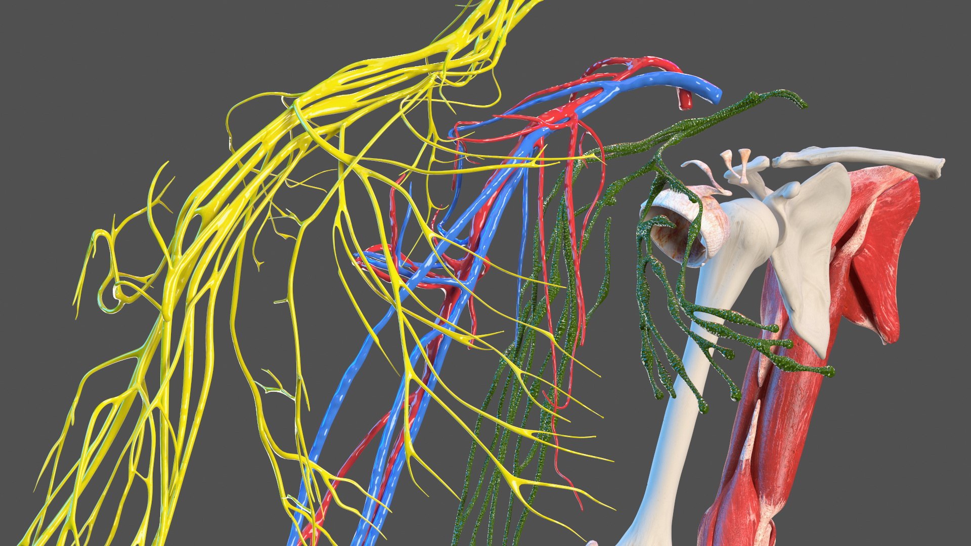 3D Girl Arm Anatomy https://p.turbosquid.com/ts-thumb/tq/FyLCVa/sq/girlarmanatomy3dmodel005/jpg/1661176103/1920x1080/fit_q87/55d1c897aba580bd911e634b511390be0a44f63e/girlarmanatomy3dmodel005.jpg