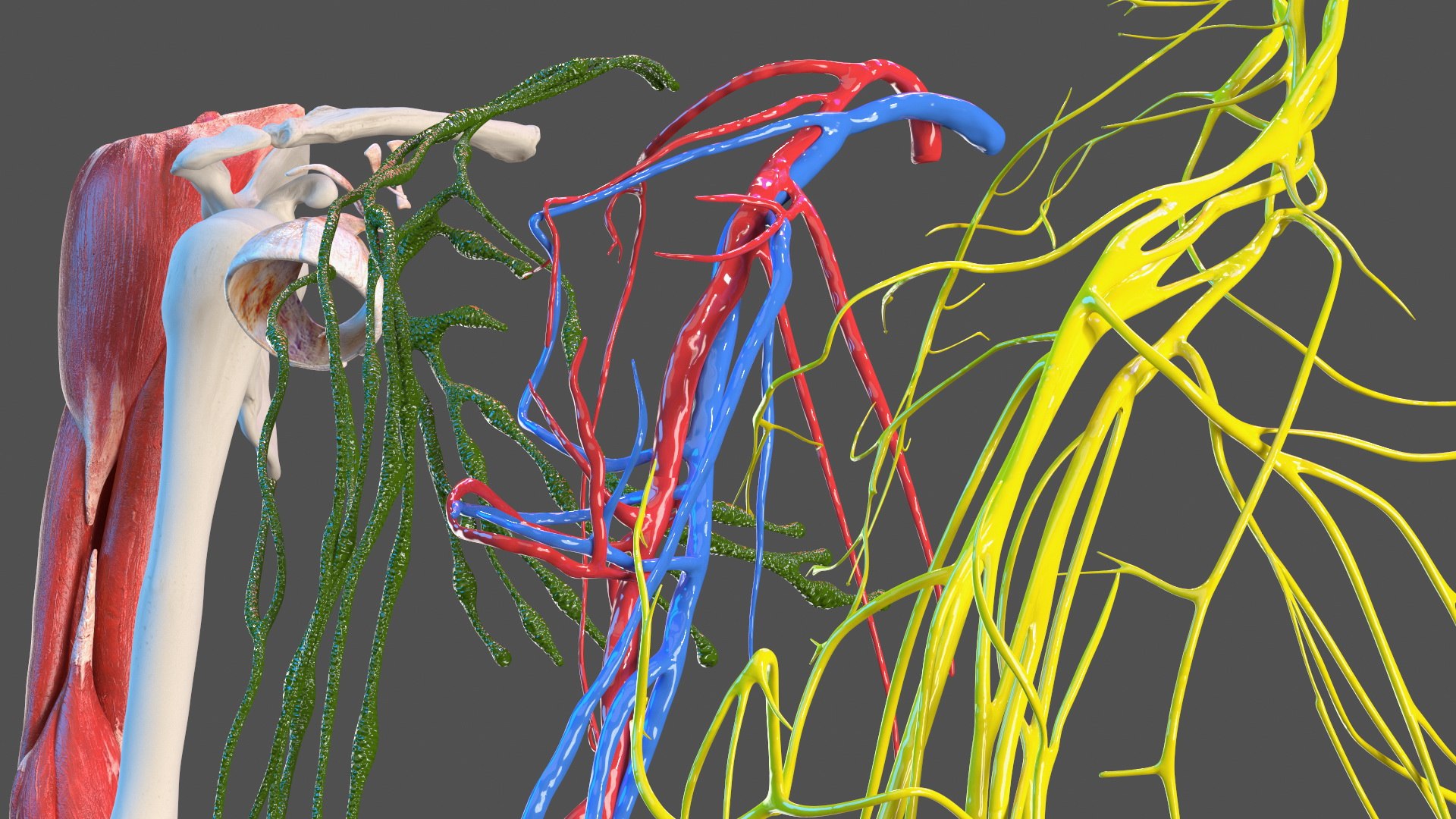 3D Girl Arm Anatomy https://p.turbosquid.com/ts-thumb/tq/FyLCVa/uZ/girlarmanatomy3dmodel006/jpg/1661176106/1920x1080/fit_q87/4b401dc347a2f048ce76ce6f724b1b406492267e/girlarmanatomy3dmodel006.jpg