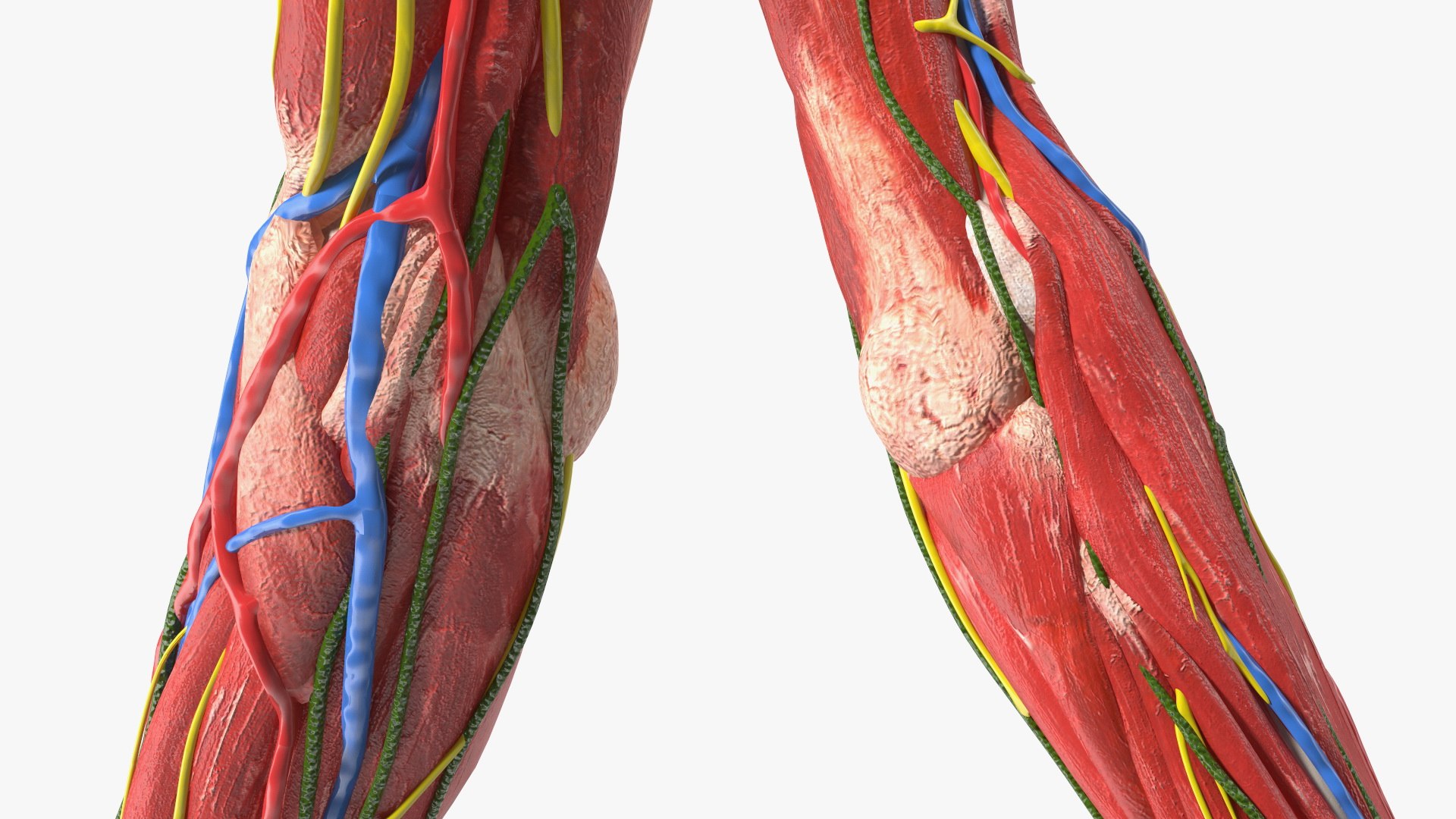 3D Girl Arm Anatomy https://p.turbosquid.com/ts-thumb/tq/FyLCVa/ub/girlarmanatomy3dmodel019/jpg/1661176149/1920x1080/fit_q87/5584fb902e3a44d6da7d3465096d195789d03086/girlarmanatomy3dmodel019.jpg