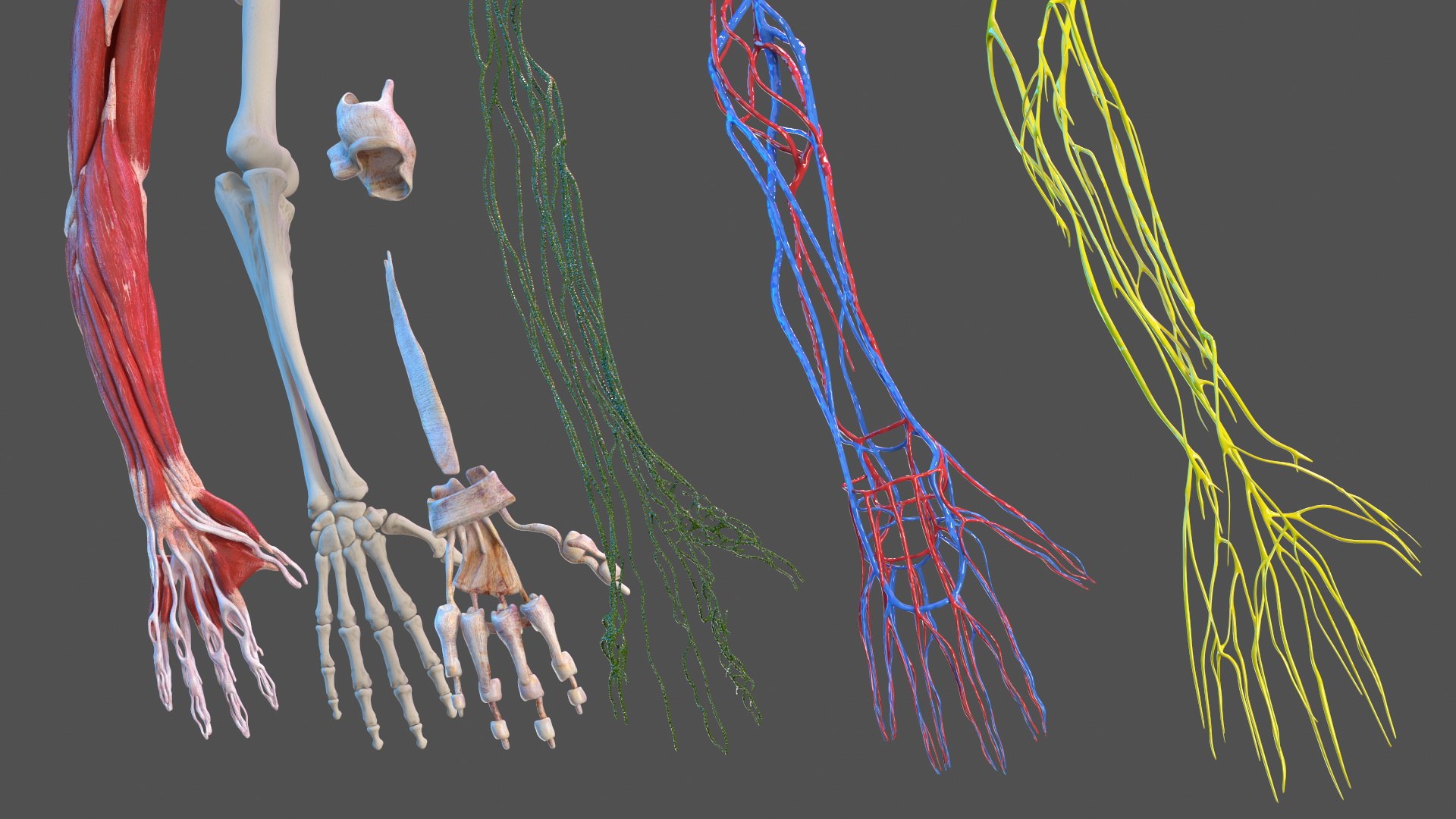 3D Girl Arm Anatomy https://p.turbosquid.com/ts-thumb/tq/FyLCVa/zy/girlarmanatomy3dmodel003/jpg/1661176095/1920x1080/fit_q87/948372803c2cfb261ca0a9f03446e455286d2ea9/girlarmanatomy3dmodel003.jpg
