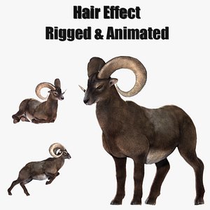 hair effect  ram goat sheep 3D