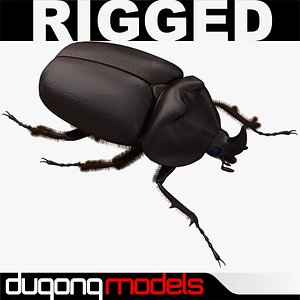 3d model of dugm05 rhinoceros beetle