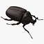 3d model of dugm05 rhinoceros beetle