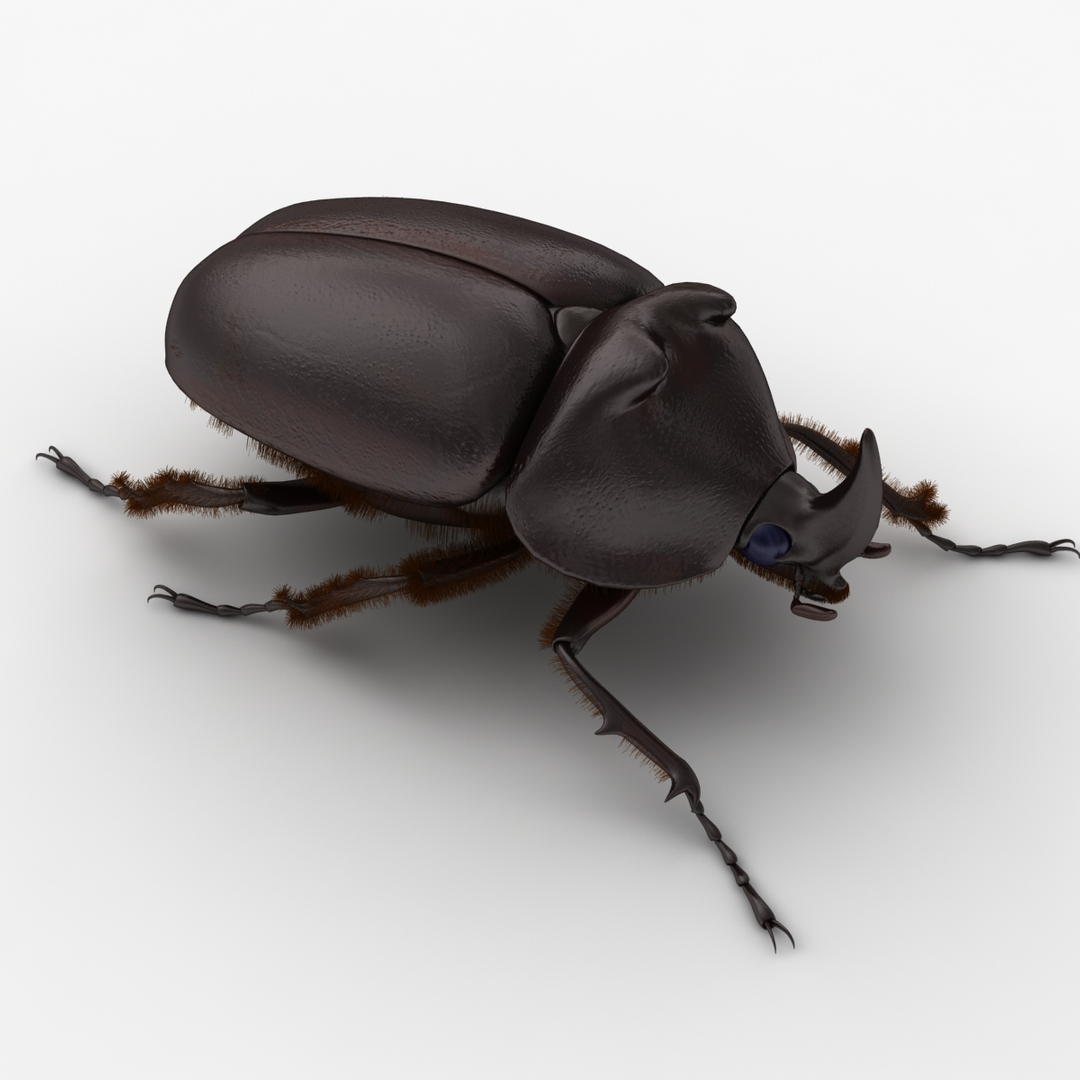 3d Model Of Dugm05 Rhinoceros Beetle