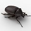 3d model of dugm05 rhinoceros beetle