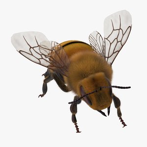 bee 3d max