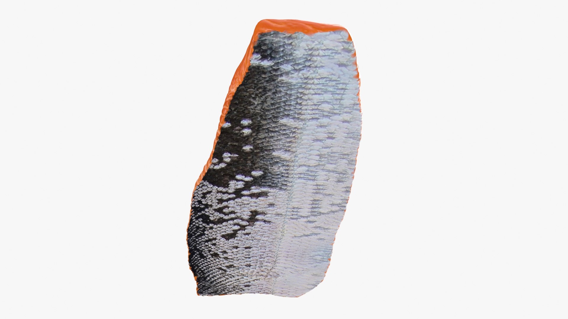 Salmon Fillet 03 3D https://p.turbosquid.com/ts-thumb/tq/UaDEh7/r9/salmonfilletv3_b0022/jpg/1727199660/1920x1080/fit_q87/1f411f777f2d8464a2ea0ad2b13f4b5a6c126811/salmonfilletv3_b0022.jpg