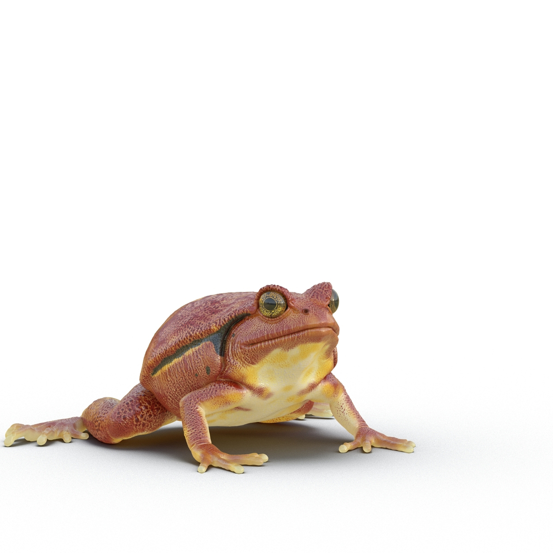 3D rigged frogs 3 - TurboSquid 1227302