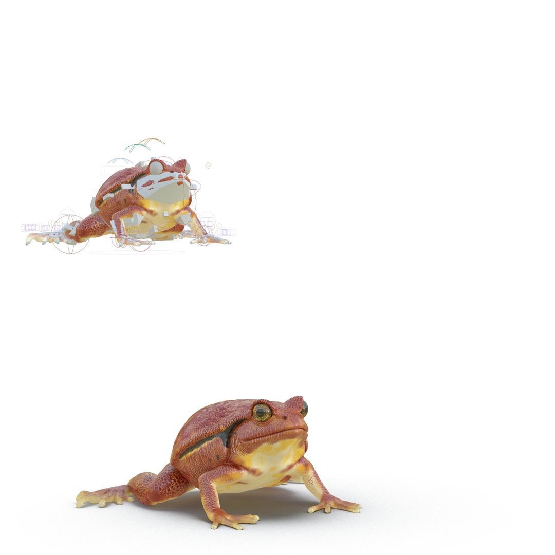 3D Rigged Frogs 3 - TurboSquid 1227302