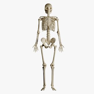 3D Human Male Skeleton