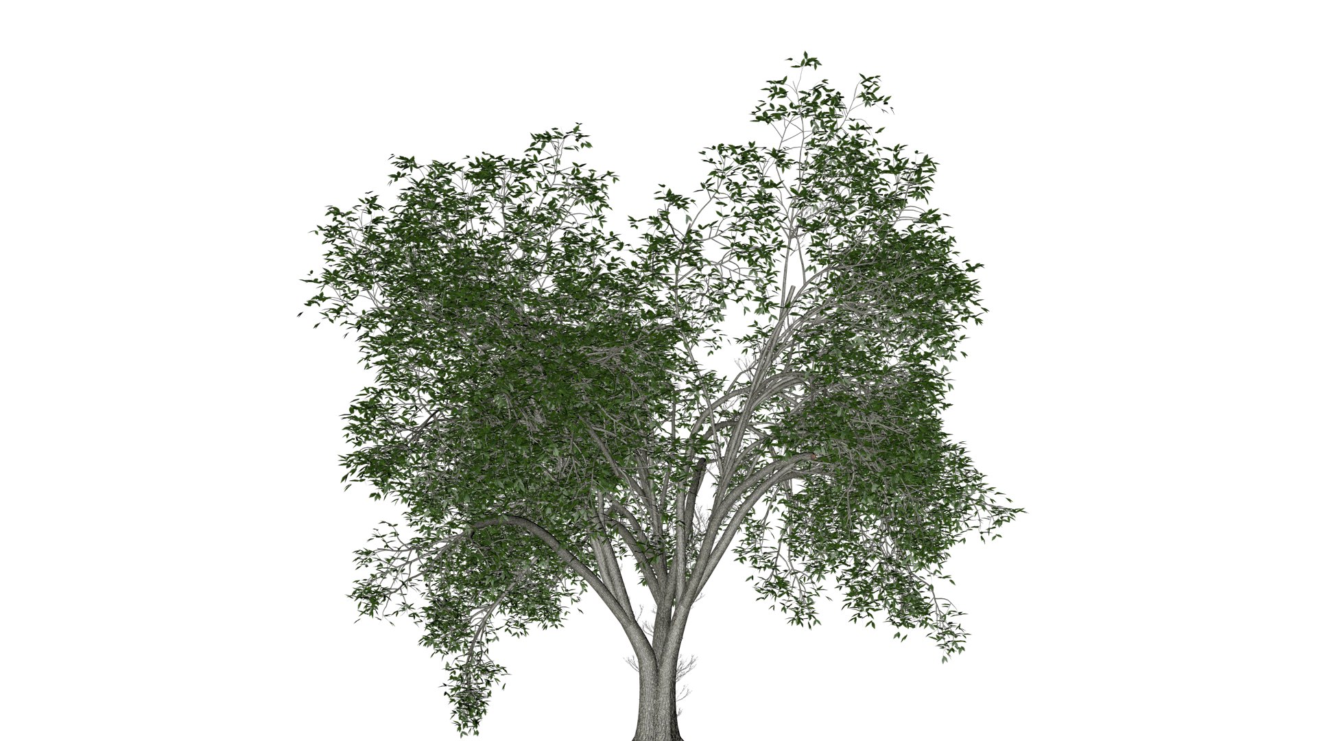 3D American Elm Tree - 02 - - TurboSquid 2374295